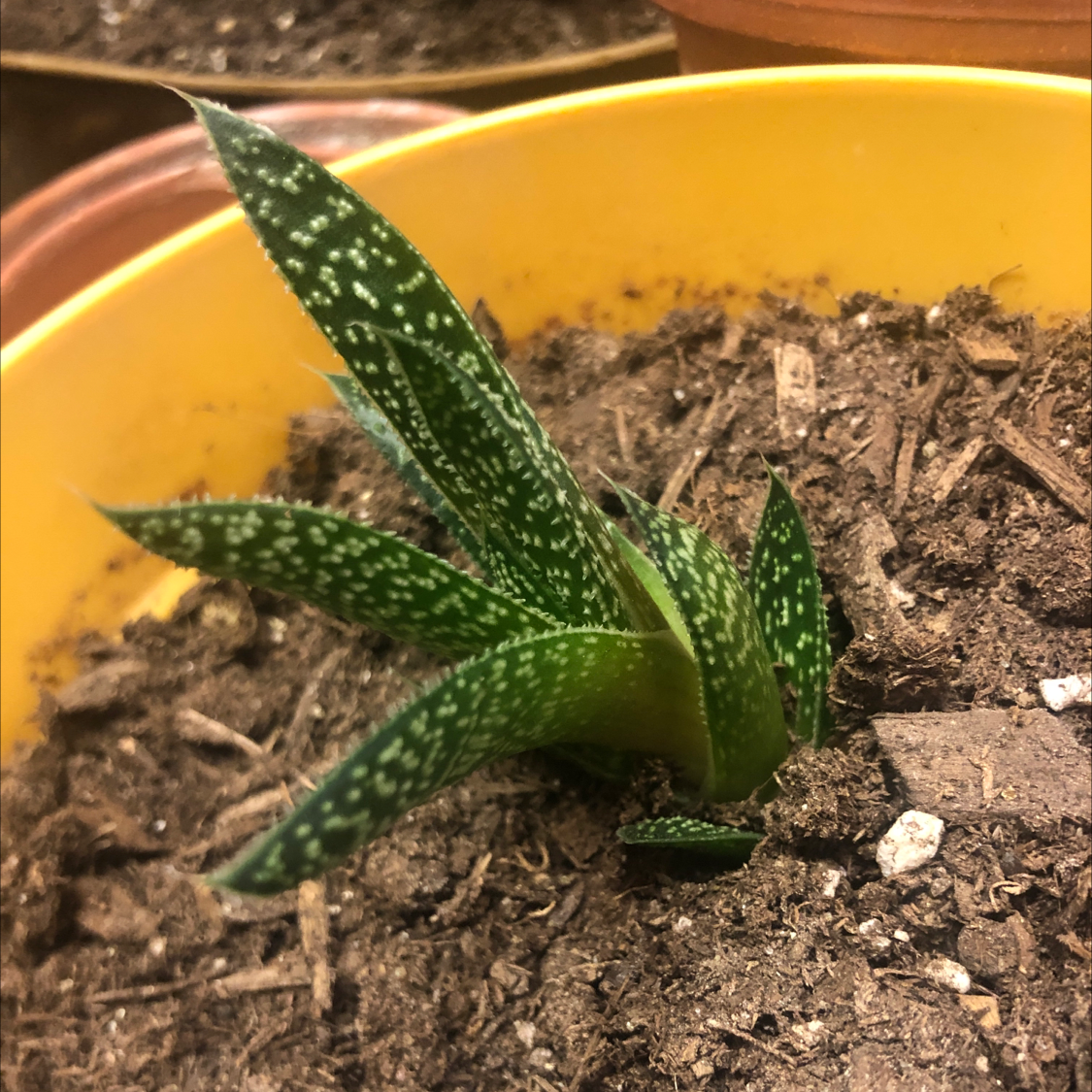Photo of the plant species Bredasdorp Gasteria by @bunnibunni named Muhammad Ali on Greg, the plant care app