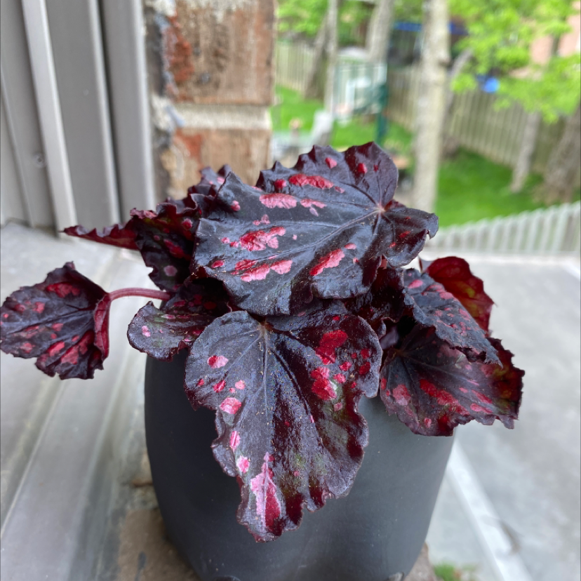 Rex Begonia plant photo by @Shelbsplanta named Biggy on Greg, the plant care app.