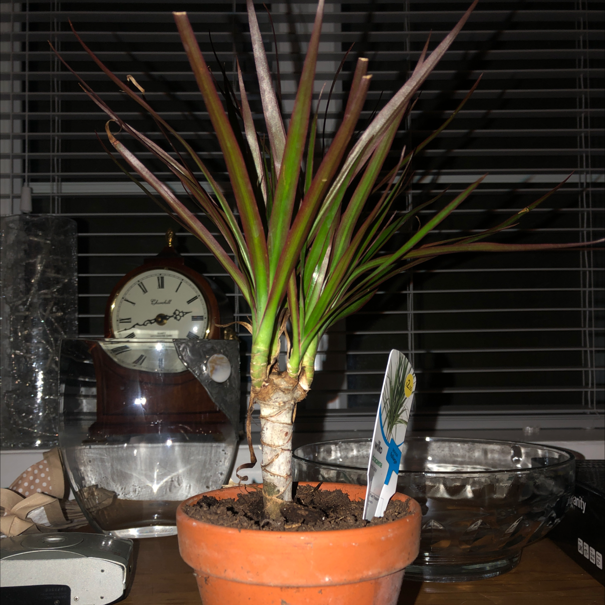 Dragon Tree plant photo by Madeleine named Dudley on Greg, the plant care app.