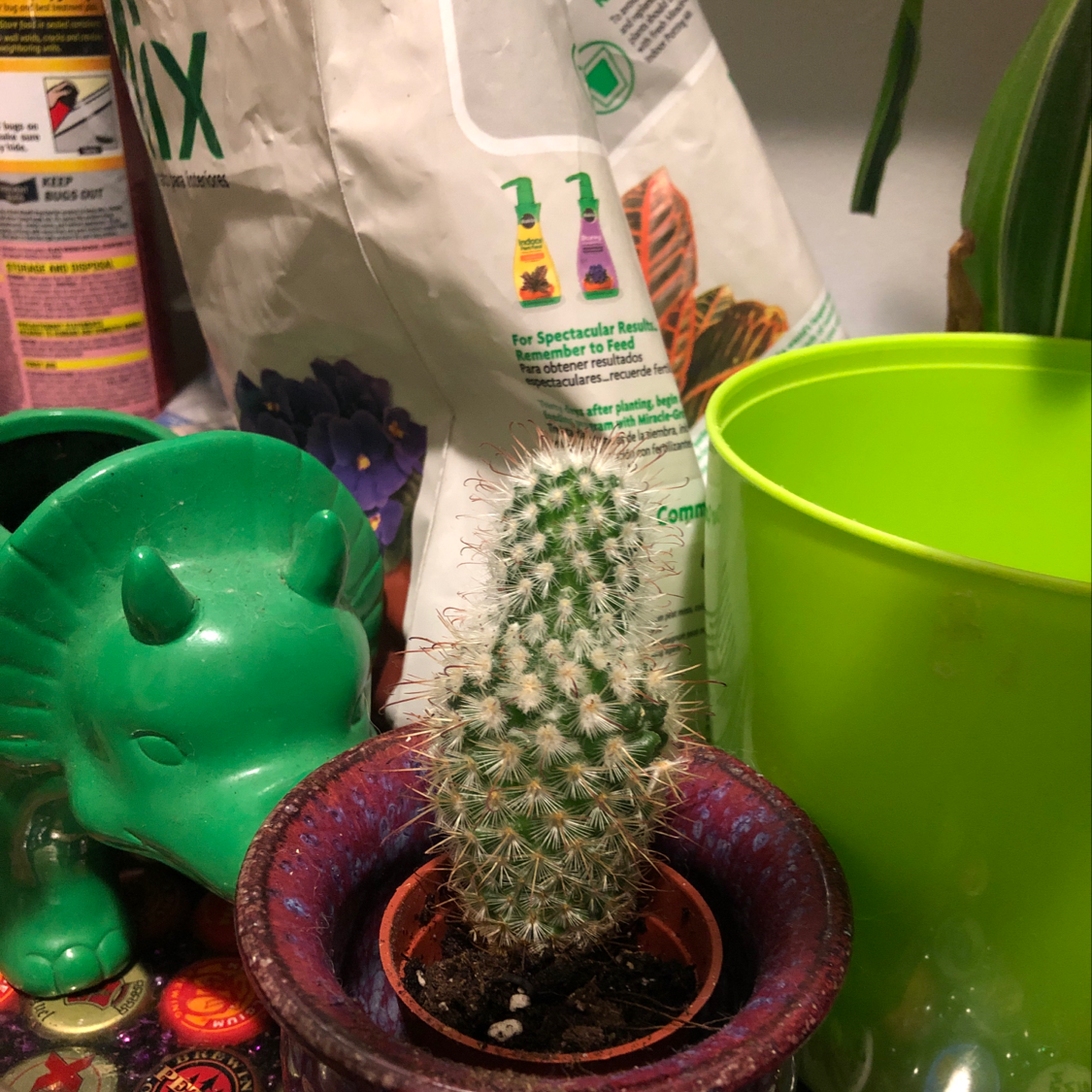A thriving Lace Hedgehog Cactus with dense white spines, potted in a red ceramic pot alongside other small plants and gardening supplies.