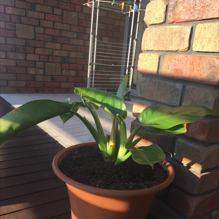 Photo of the plant species Philodendron 'Mercy' by @Alisha named Bestie on Greg, the plant care app