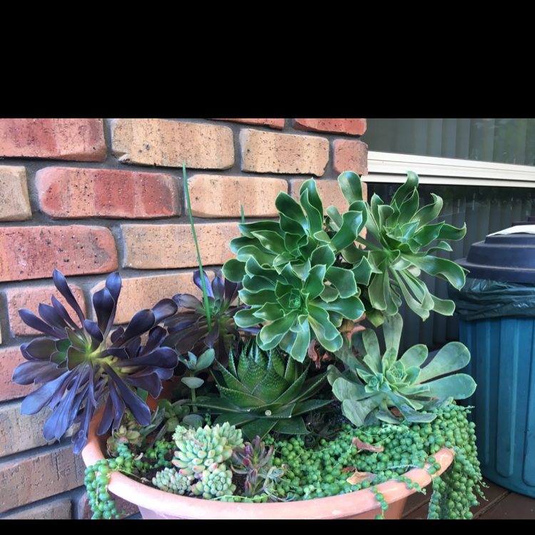 Photo of the plant species Aeonium Arboreum by @Alisha named More stolen bois on Greg, the plant care app