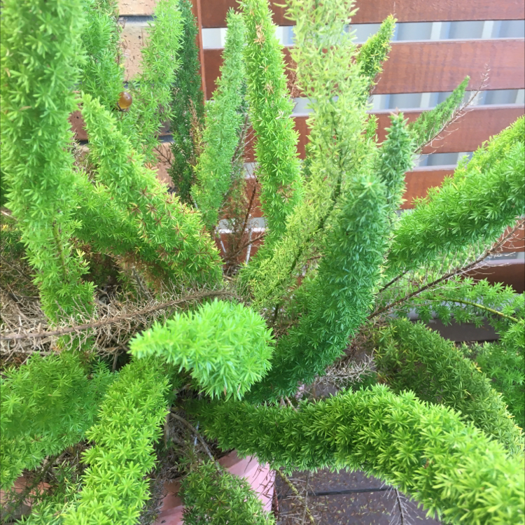Photo of the plant species Plume Asparagus by @Alisha named Krusty the clown on Greg, the plant care app
