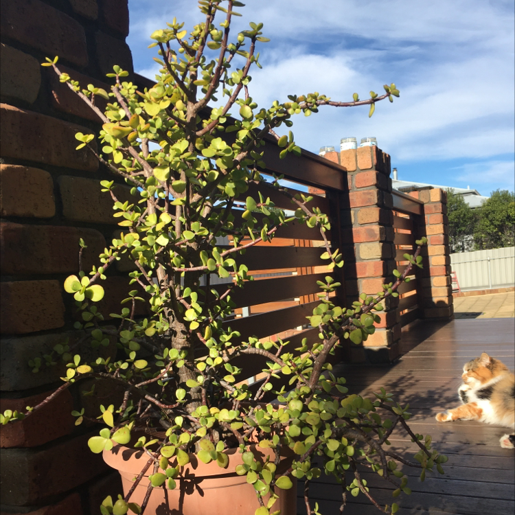 Elephant Bush plant photo by @Alisha named Yen on Greg, the plant care app.