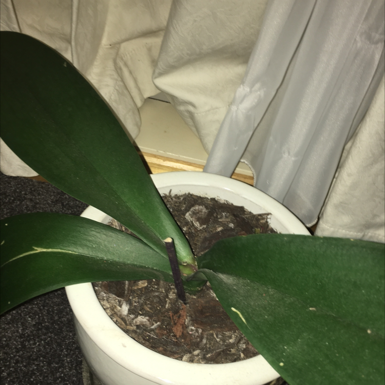 Phalaenopsis Orchid plant photo by @Alisha named Orlando Bloom on Greg, the plant care app.