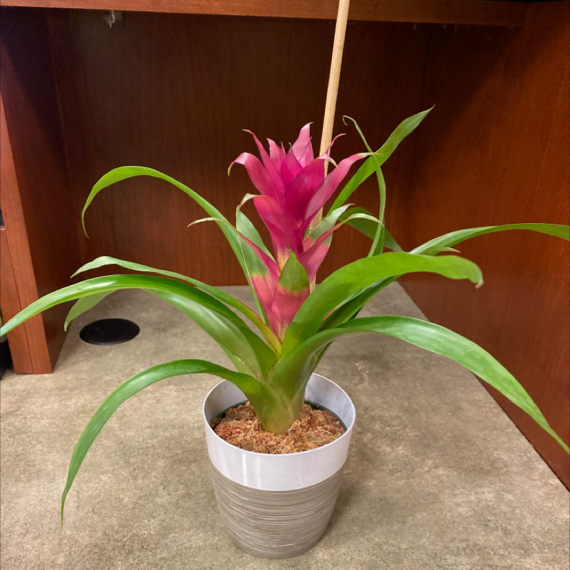 Photo of the plant species Bromeliad by Melissa named Florence on Greg, the plant care app