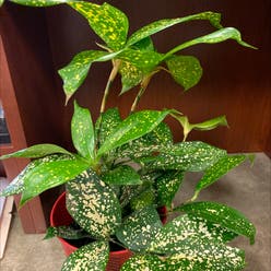Gold Dust Dracaena plant