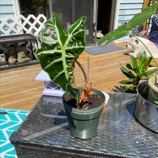 Alocasia Polly Plant plant in Hooksett, New Hampshire