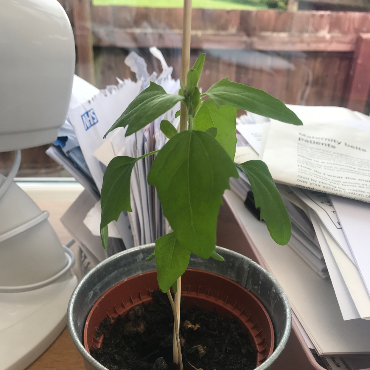 Photo of the plant species Lateflowering Goosefoot by Rosie named Harold on Greg, the plant care app
