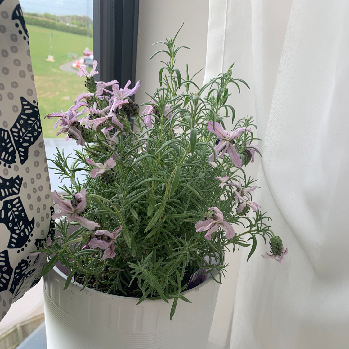 Photo of the plant species Lavender by @sarahalice named hermione on Greg, the plant care app