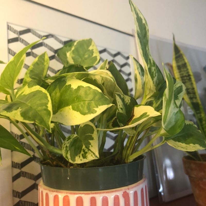 Photo of the plant species Cymbidium Orchid by Lily named Veragated Pothos ￼ on Greg, the plant care app