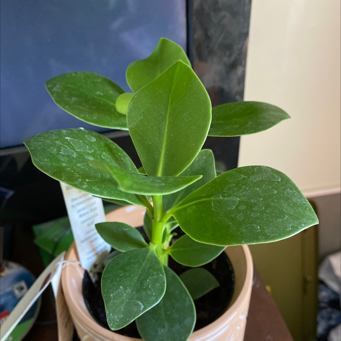 Healthy Autograph Tree with vibrant green leaves in a pot with visible soil.
