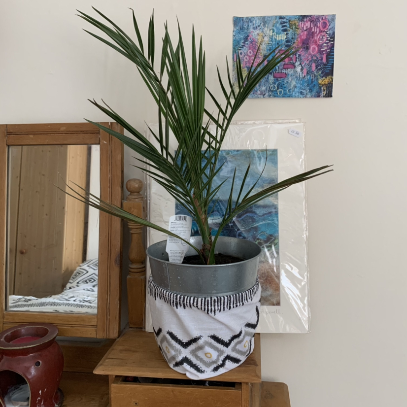 Canary Island Date Palm in a decorative pot on a wooden surface, with green fronds.