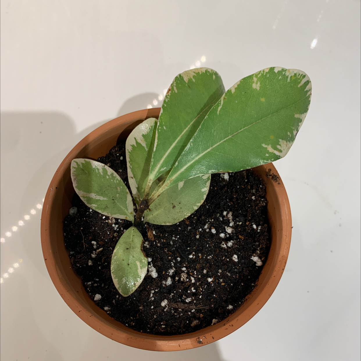 Potted Japanese Cheesewood plant with some leaf discoloration.