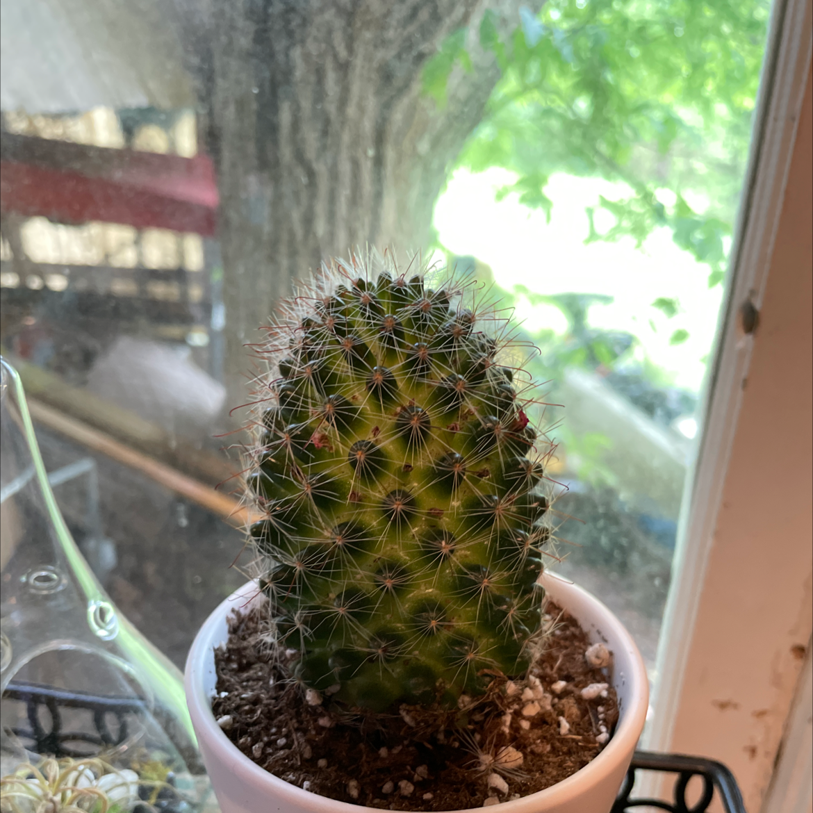 Correll's Hedgehog Cactus in a white pot near a window, appears healthy.