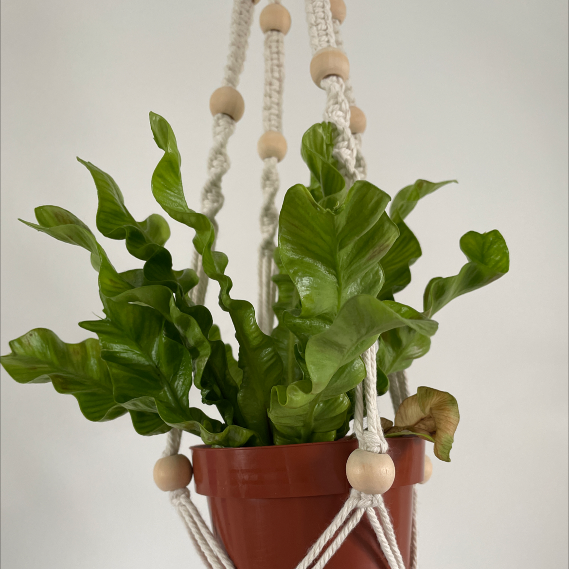 Hart's Tongue Fern in a hanging pot with some browning on one leaf.