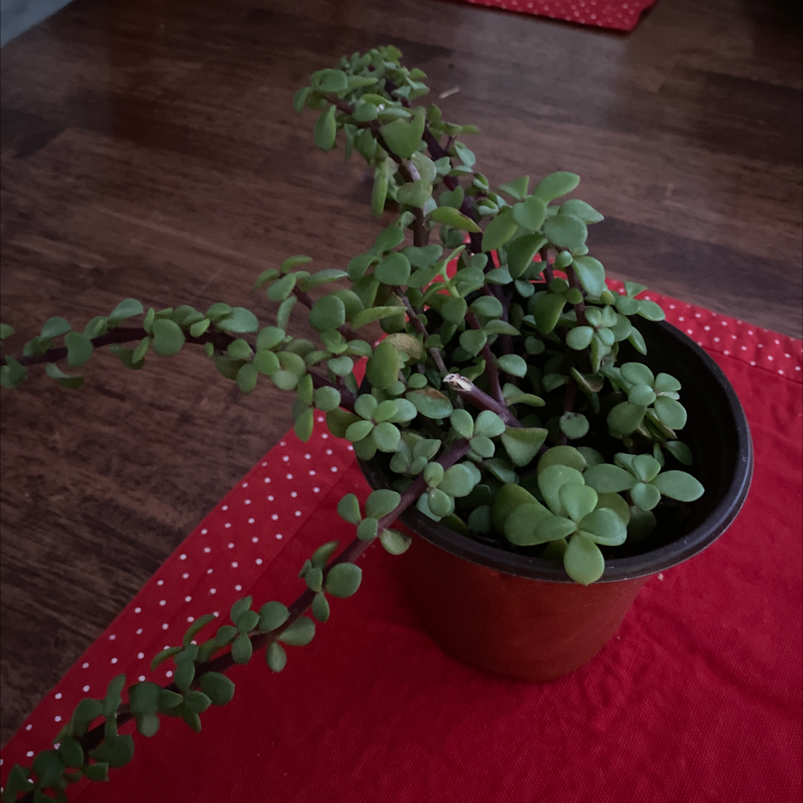 Potted Elephant Bush with healthy green leaves on a red surface.