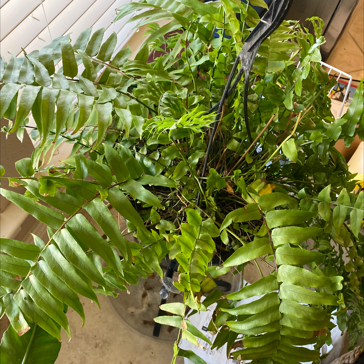 Photo of the plant species Cyrtomium falcatum by Muriel named LiloStitch on Greg, the plant care app