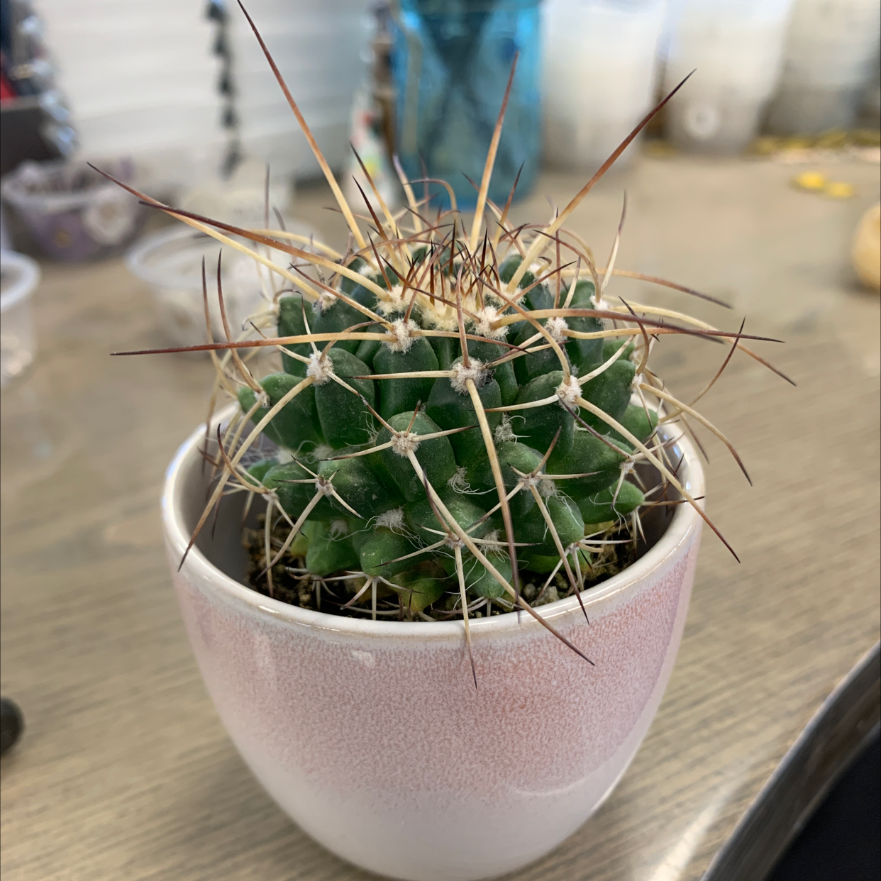 Mammillaria karwinskiana 'Nejapensis' cactus in a small pot, healthy with prominent spines.