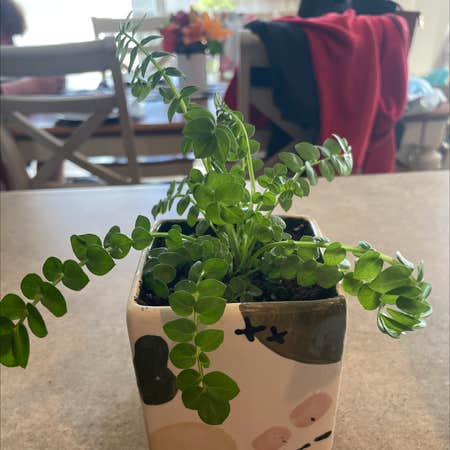 Photo of the plant species Elegant jacob's-ladder by Jenna named Fannie on Greg, the plant care app