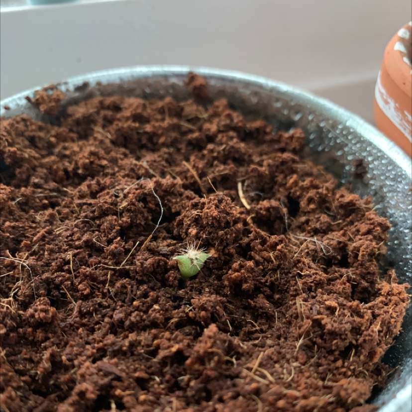 Small Silver Torch Cactus seedling in a pot with brown soil.