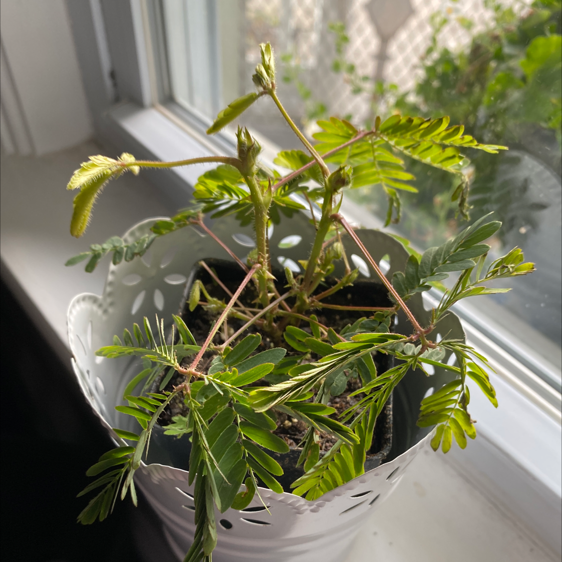 Sensitive Plant (Mimosa pudica) near a window with some yellowing and browning leaves.