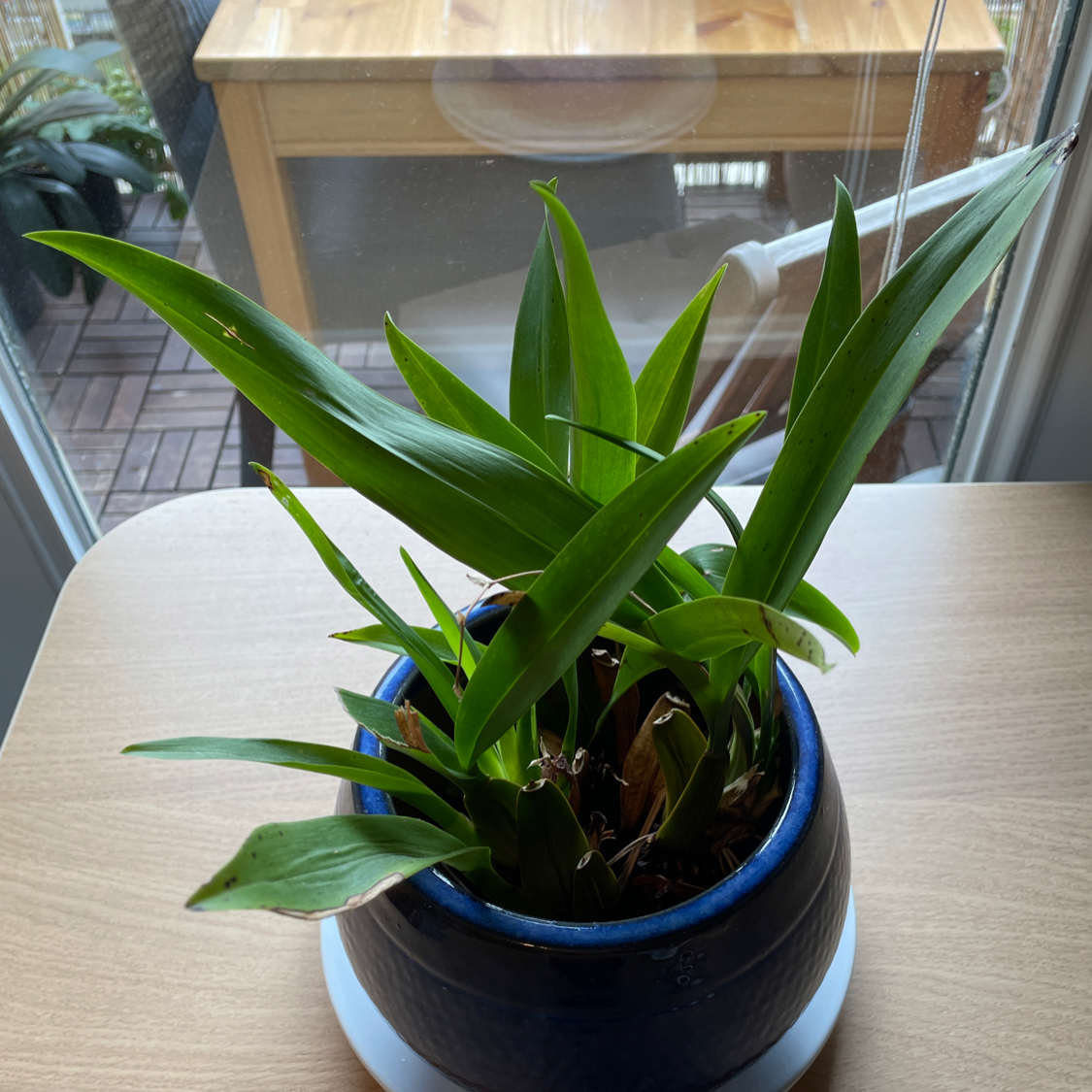 Potted Dancing-Lady Orchid with healthy green leaves on a table near a window.