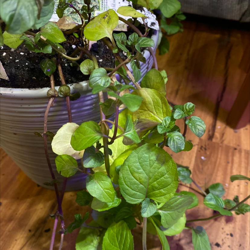 Photo of the plant species Mint 'Eau De Cologne' by Sela named Orange on Greg, the plant care app