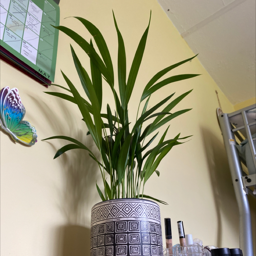 Areca Palm plant photo by @maggie4 named plant on Greg, the plant care app.