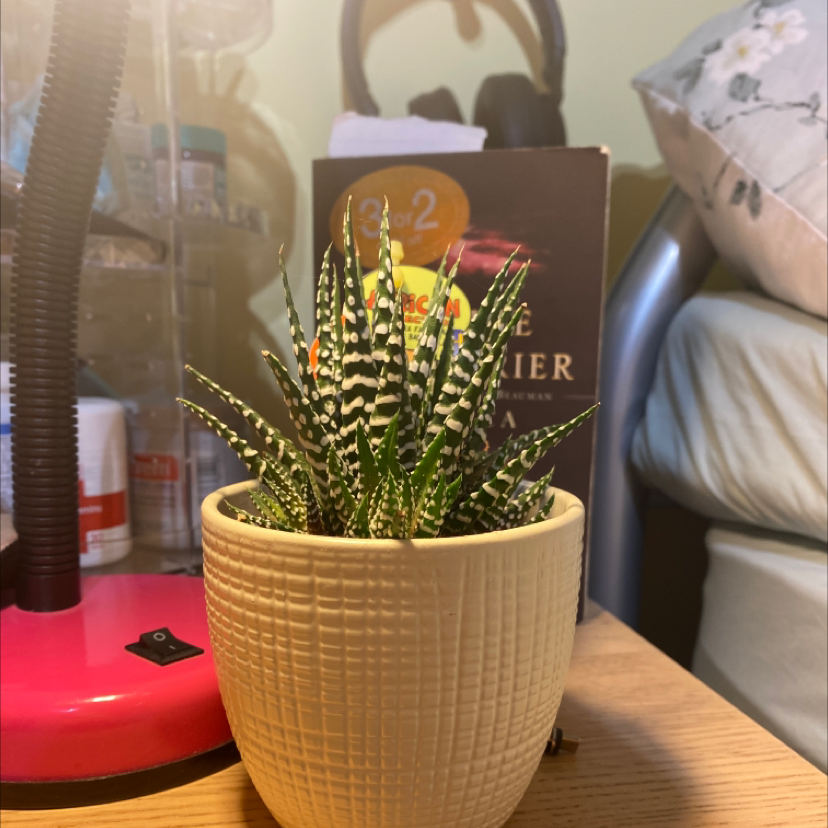 Zebra Plant plant photo by @maggie4 named the rock on Greg, the plant care app.