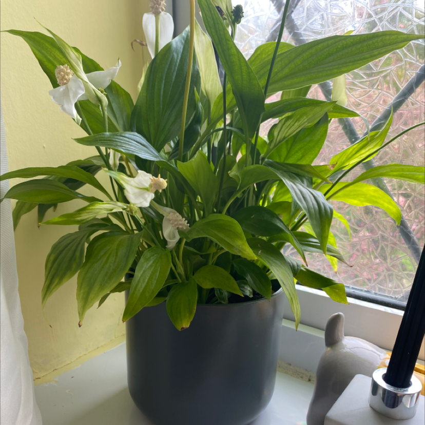 Peace Lily plant photo by @maggie4 named a mongoose on Greg, the plant care app.