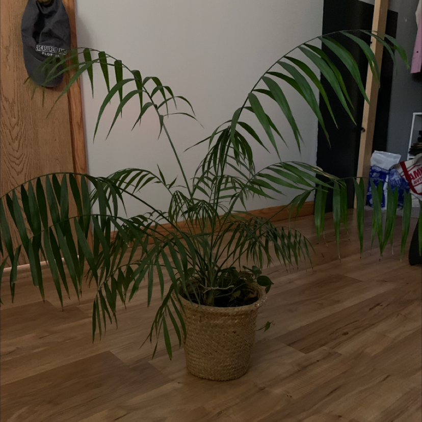 Parlour Palm plant photo by @Kenwills named Oscar on Greg, the plant care app.