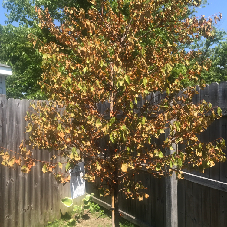 Photo of the plant species Taiwan Cherry by Jacqueline named Keanu on Greg, the plant care app