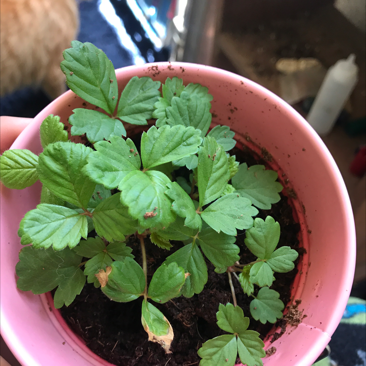 Mock Strawberry plant in a pink pot with visible soil and minor leaf browning.