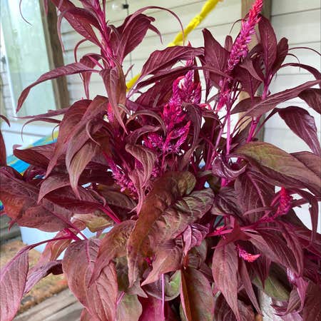 Photo of the plant species Dragon's Breath Celosia by Brittany named Sasha on Greg, the plant care app