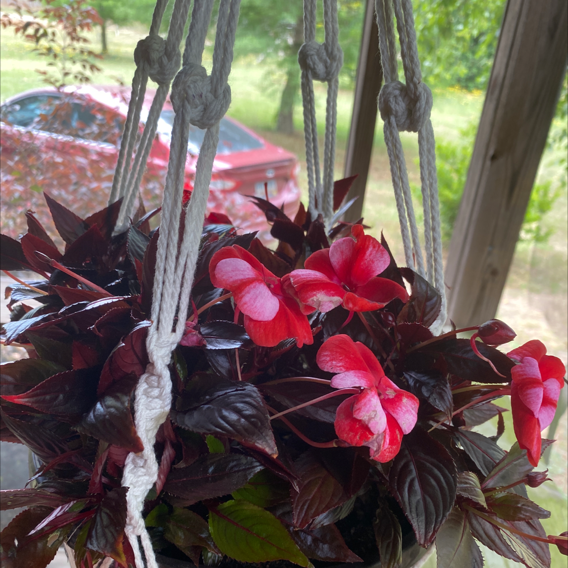 Hanging basket with healthy New Guinea Impatiens, featuring vibrant red flowers and dark green leaves.