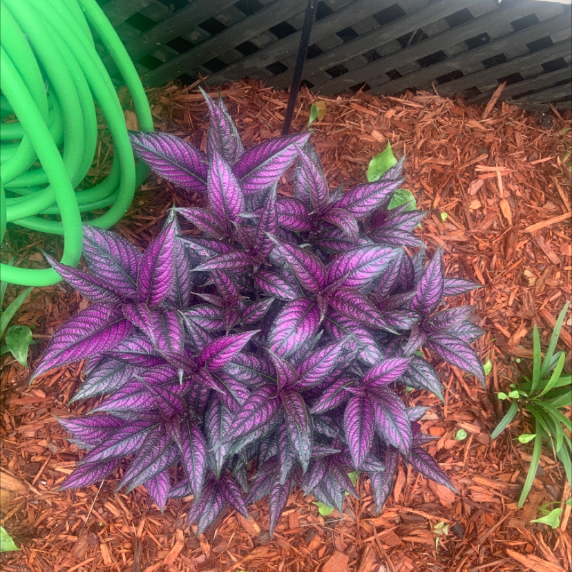 Healthy Persian Shield plant with vibrant purple and green leaves, surrounded by mulch.