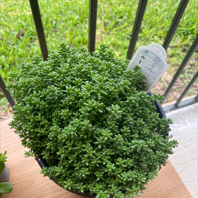 Photo of the plant species White Stonecrop by Naomi named Curie on Greg, the plant care app