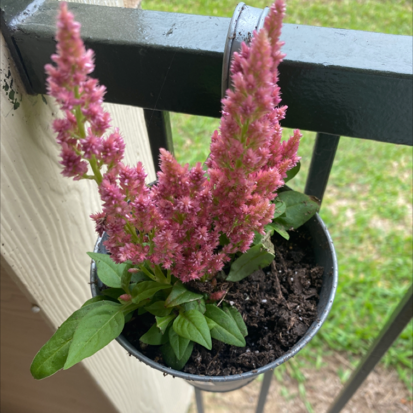 A vibrant pink Cockscomb plant in a pot, with a hand gently holding one of the healthy plume-like flowers. The plant appears to be thriving.
