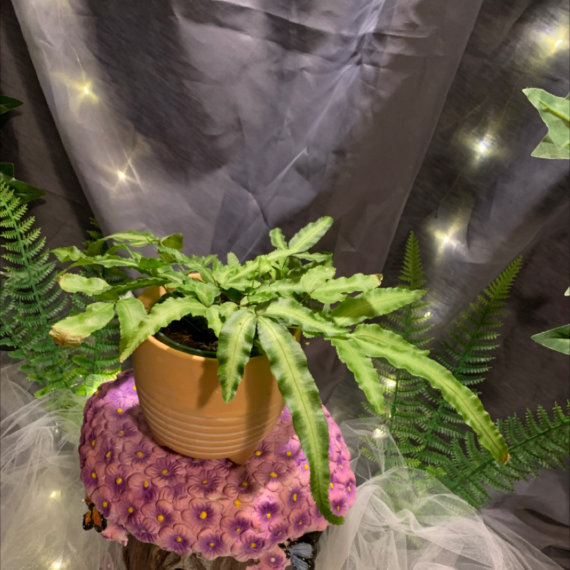 Cretan Brake plant in a pot on a decorative surface with surrounding ferns and lights.