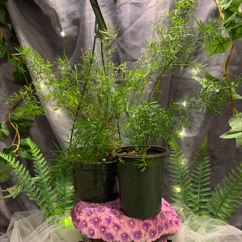 Two healthy Sprenger's Asparagus plants in pots with decorative background.