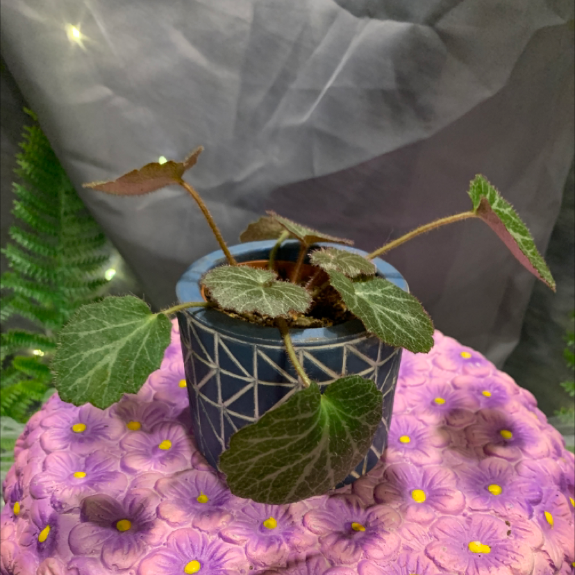 Strawberry Begonia plant in a decorative pot with a floral background.