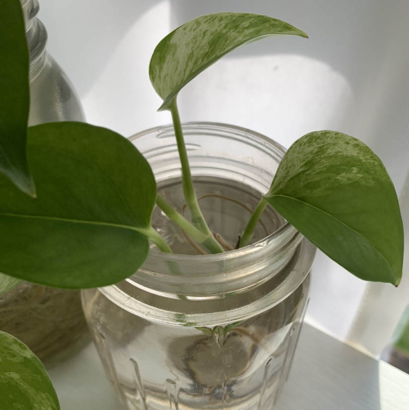 Taro Vine plant photo by @maria.s_2021 named Leaf Erickson on Greg, the plant care app.
