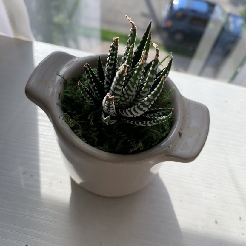 Zebra Plant plant photo by @maria.s_2021 named Little on Greg, the plant care app.