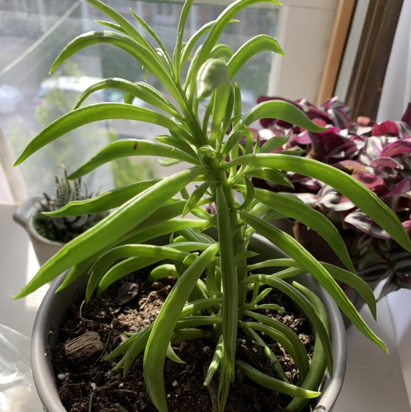 Pincushion Peperomia plant photo by @maria.s_2021 named Hamilton on Greg, the plant care app.