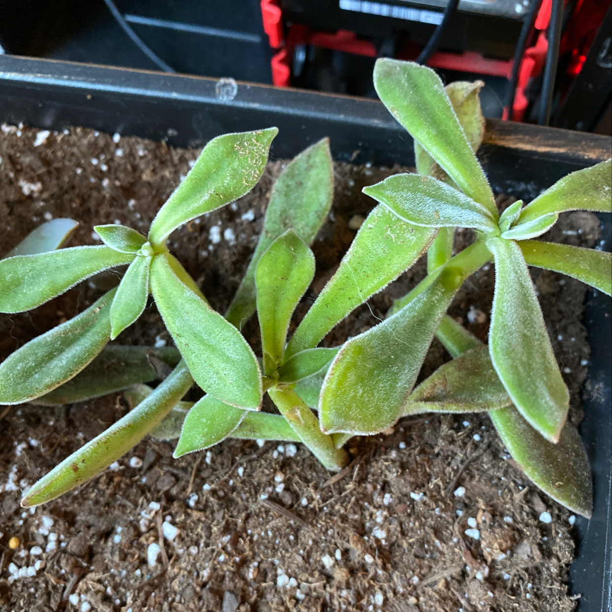 A healthy succulent plant with green, elongated leaves in a pot with visible soil.