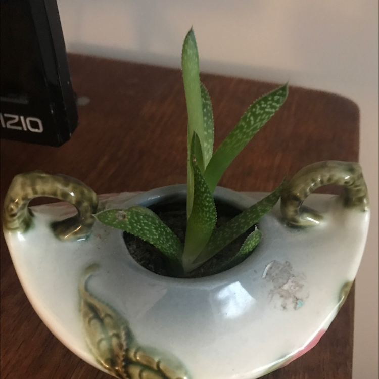 Close-up of a healthy Ox Tongue succulent plant with vibrant spotted green leaves in a decorative ceramic pot.
