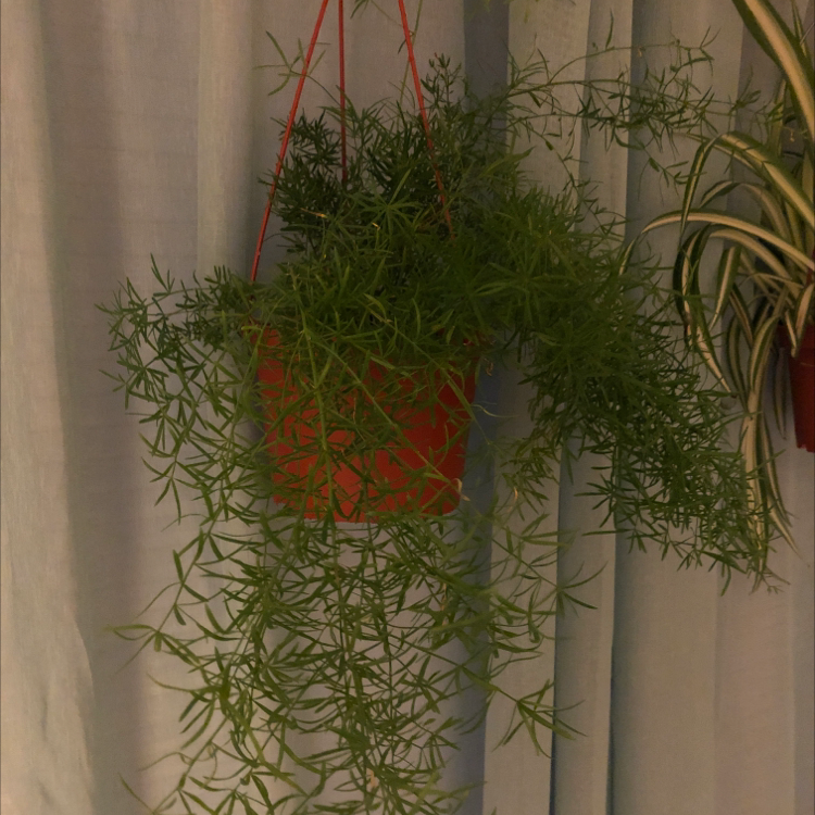 Healthy potted Plume Asparagus plant with feathery green foliage and red stems against a curtain background.