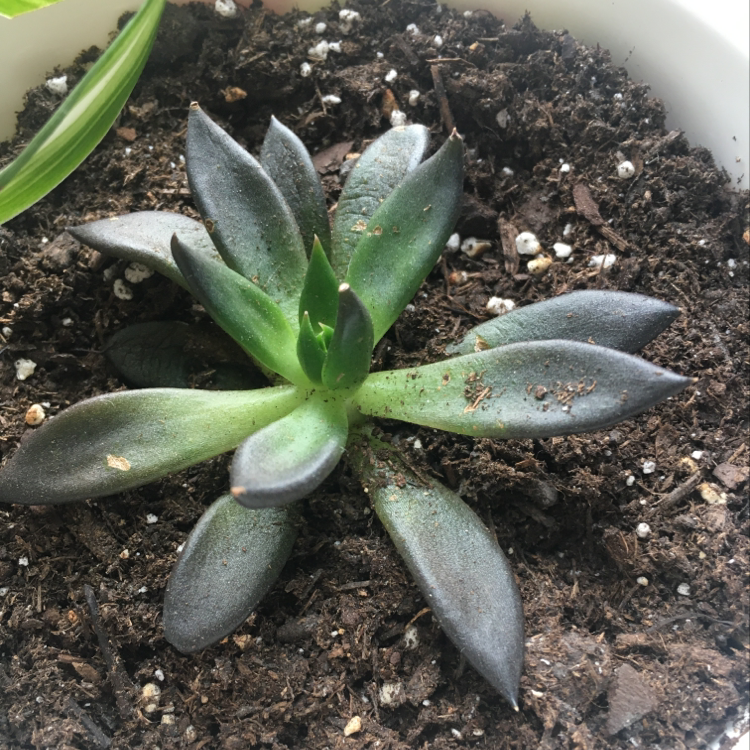 Photo of the plant species Lily Pily Resilience by Shira named Your plant on Greg, the plant care app