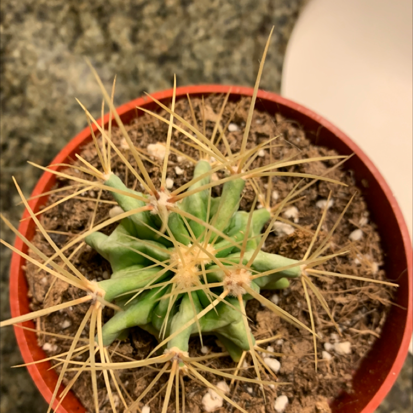 Top view of a healthy Texas Barrel Cactus in a small pot with visible soil.
